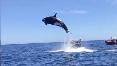 Viral video shows orca's stunning leap during dramatic dolphin hunt - fox29.com - state Florida