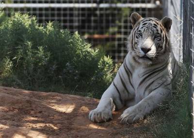 Tiger King - Lauren Lowe - Feds seize 68 big cats from 'Tiger King Park' in Oklahoma - clickorlando.com - county Park - state Oklahoma - county King