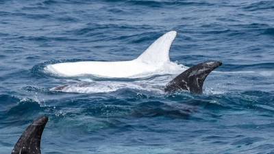White dolphin spotted swimming off California coast - fox29.com - state California
