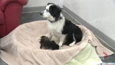 Surrogate dog ‘Mo’ steps in to help mother orphaned kittens in Alberta - globalnews.ca