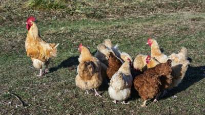 John Greim - CDC warns Americans not to hug, kiss chickens amid salmonella outbreak - fox29.com - city Atlanta