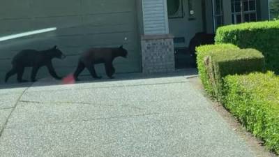 Family of bears spotted wandering residential Surrey neighbourhood - globalnews.ca
