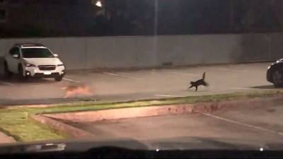 Canadian police capture footage of cat chasing coyote away - fox29.com