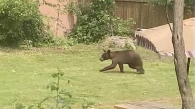 Bear spotted in Montreal’s Dorval area, police urge residents to stay indoors - globalnews.ca