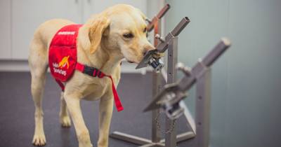 Specialist dogs can sniff out Covid faster than PCR test '94% of the time' - dailyrecord.co.uk