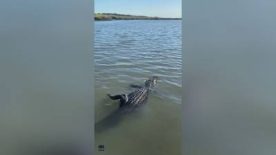‘Surprise, surprise’: Fisherman catches alligator in SC saltwater marsh - fox29.com - state North Carolina - state South Carolina