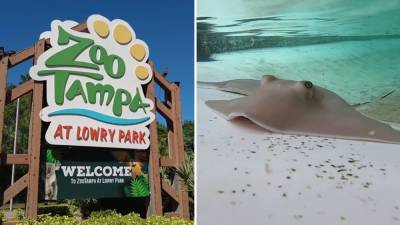 All stingrays residing in ZooTampa touch tank mysteriously found dead; zoo officials investigating - fox29.com