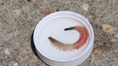 Marine worms’ ‘fascinating phenomenon’ make annual appearance in South Carolina waters - fox29.com - state South Carolina - county Clearwater - Charleston, state South Carolina - city Charleston, state South Carolina