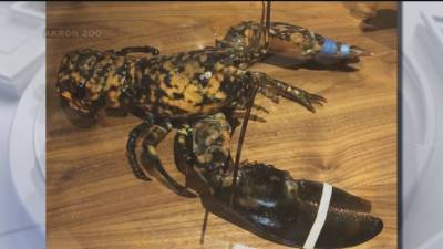 Rare lobster saved from being dinner at Red Lobster: 'One in every 30 million' - fox29.com