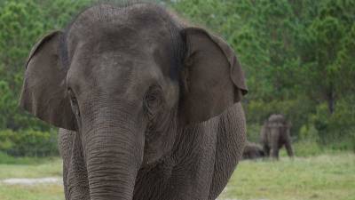Former circus elephants begin to arrive at Florida sanctuary - clickorlando.com - state Florida - county White - county Polk - city Jacksonville