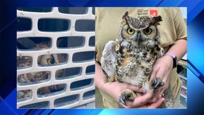 Traveling owl: Man drives hours to Florida with bird in truck’s grille - clickorlando.com - state Florida - state Alabama