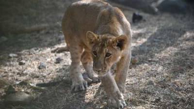 Eight Asiatic Lions in Hyderabad zoo test COVID-19 positive; samples examined by CCMB - livemint.com - India - city Lions - city Hyderabad