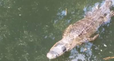 Photos show gator constricted by tape near Wekiva Island - clickorlando.com - state Florida - county Seminole - county Island - city Mexico City