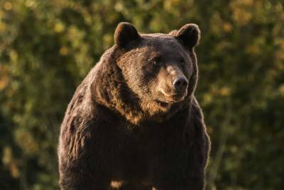 Romania investigates case of bear killed by Austrian prince - clickorlando.com - Austria - Romania - city Bucharest - Liechtenstein