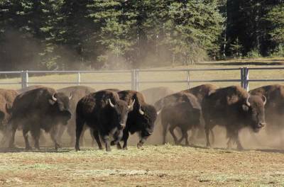 Chance to shoot bison at Grand Canyon draws 45k applicants - clickorlando.com - state Pennsylvania