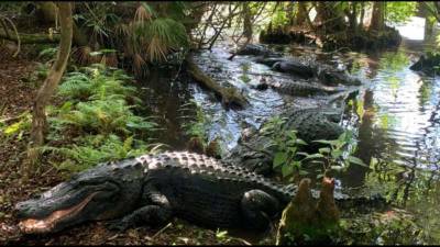 Love in the swamp: Gatorland educates public on alligator mating season - clickorlando.com - state Florida - county Love
