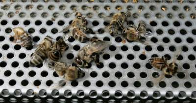 Dutch researchers training bees to detect COVID-19 infections - globalnews.ca - Canada - Netherlands