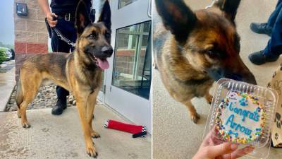 'We're best buds': Shelter dog finds calling as Lower Southampton K-9 officer - fox29.com - state New Jersey - county Burlington - Belgium - Burlington, state New Jersey