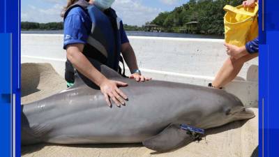 3-year-old dolphin rescued, relocated from Volusia County creek - clickorlando.com - state Florida - county Volusia - county Creek