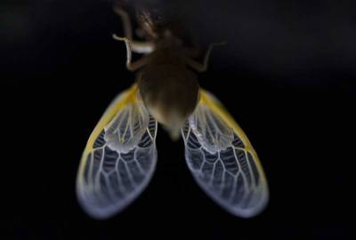 EXPLAINER: What are cicadas and why do they bug some people? - clickorlando.com