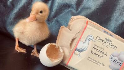 Duck hatches from free-range egg woman bought from grocery store - fox29.com