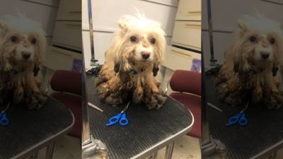 Investigation underway after dogs dumped in Whitehall Township - fox29.com