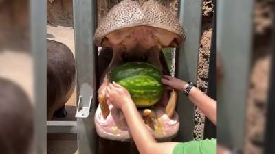 Hungry hungry hippo: San Antonio Zoo residents get watermelon treats - fox29.com - state Texas - city San Antonio, state Texas