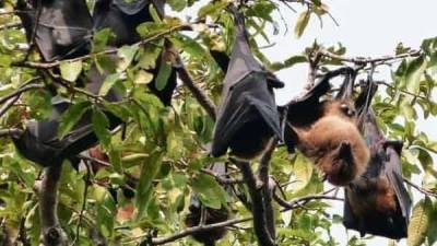Chinese scientists find new batch of coronaviruses in bats similar to Covid-19: Report - livemint.com - China - Thailand - India