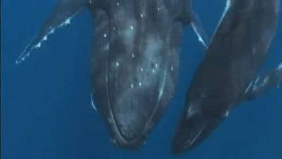 A whale of a tale: U.S. diver caught in humpback whale’s mouth - globalnews.ca - state Massachusets
