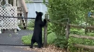 Police: Bear spotted in Perkasie Borough may have been hit by car, injured - fox29.com