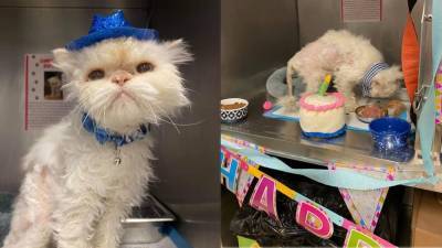 Ohio animal shelter throws purr-fect birthday party for 19-year-old cat - fox29.com - state Ohio