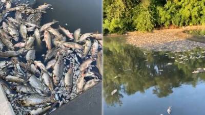 More than 50,000 dead fish found floating in Kansas City stream - fox29.com - state Missouri - state Kansas - county Johnson - county Jackson