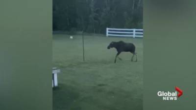 Moose plays tetherball by itself in B.C. family’s backyard - globalnews.ca
