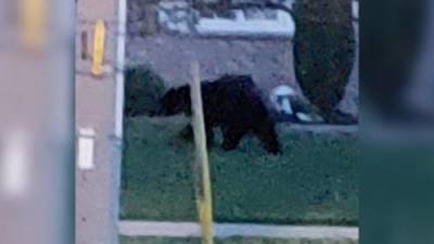Black bear sightings in Peterborough’s West End - globalnews.ca - city Peterborough