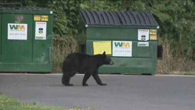 Bear spotted roaming in Falls Township - fox29.com - county Bucks - county Falls