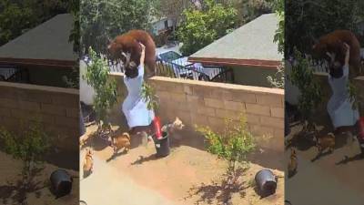 VIDEO: Teenager fends off bear to save her dogs in California - fox29.com - state California - city San Gabriel