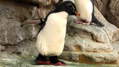 Elderly zoo penguin with arthritis gets shoes to provide relief - fox29.com - Germany - county St. Louis