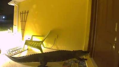 Massive alligator shows up at front door of Manatee County home - fox29.com - city Plant - county Manatee