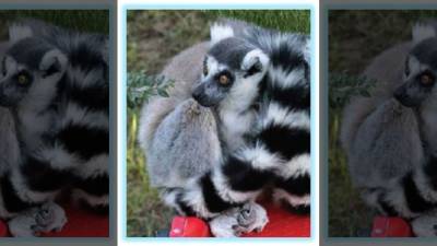 Man accused of stealing lemur from San Francisco Zoo faces federal charges - fox29.com - Los Angeles - San Francisco - city San Francisco