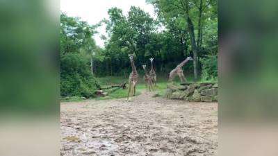 Video shows giraffe ‘zoomies’ on World Giraffe Day at Ohio zoo - fox29.com - state Ohio