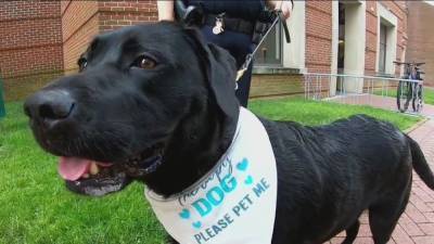 Comfort dog working for the Chester County Sheriff's Office helps community - fox29.com - state Pennsylvania - county Chester