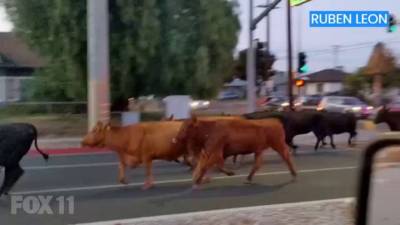 Herd of cows escape slaughterhouse, take over Pico Rivera neighborhood and roads - fox29.com - county Los Angeles