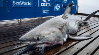 Atlantic City - 11-foot great white shark pings off of New Jersey coast - fox29.com - state New Jersey - state Delaware - Jersey