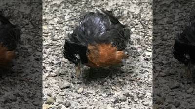 Mysterious illness in birds causes death, blindness in Ohio, Northeast - fox29.com - Usa - state Ohio - state Delaware - county Park
