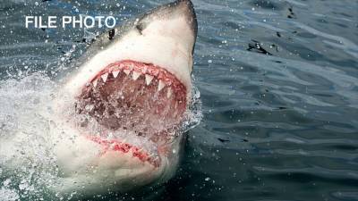 Man attacked by great white shark while swimming in Half Moon Bay - fox29.com - county San Mateo - county Santa Cruz