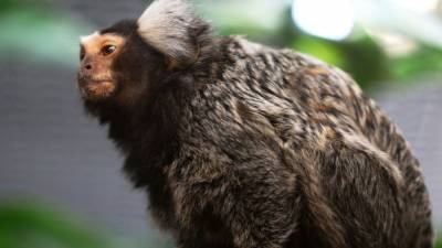 Charges filed after dead monkey found in hot car in Tennessee - fox29.com - state Tennessee - city Warsaw