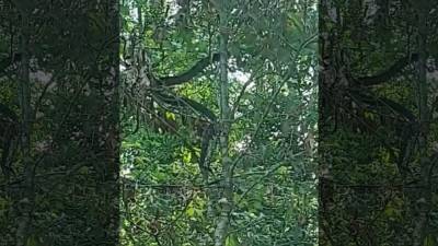 Louisiana farmer mistakes tree branch for snake - fox29.com - Los Angeles - state Louisiana