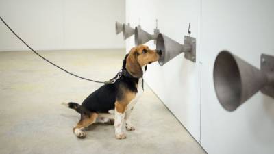 Dogs can sniff out COVID-19 with up to 94% accuracy, study finds - fox29.com