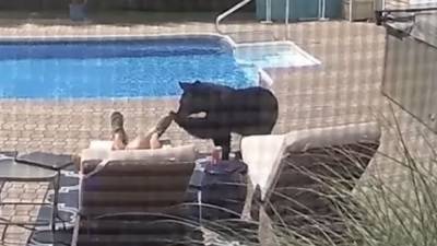 Video shows curious bear nudging man taking nap by pool - fox29.com - state Massachusets