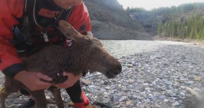 2 Calgary kayakers rescue moose calf from drowning in dramatic video - globalnews.ca